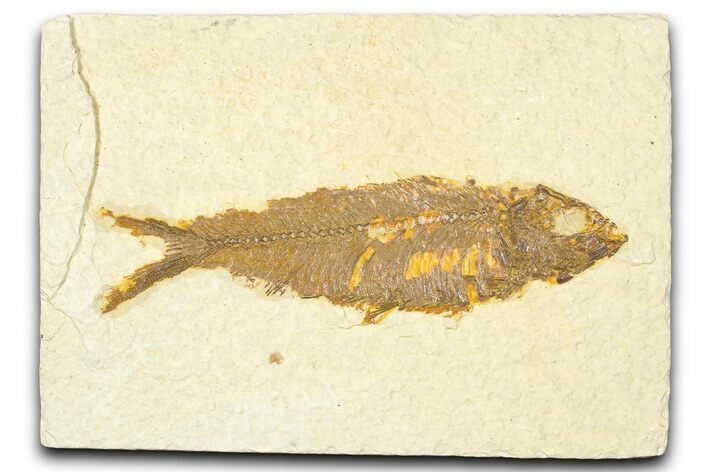 Detailed Fossil Fish (Knightia) - Wyoming #379535